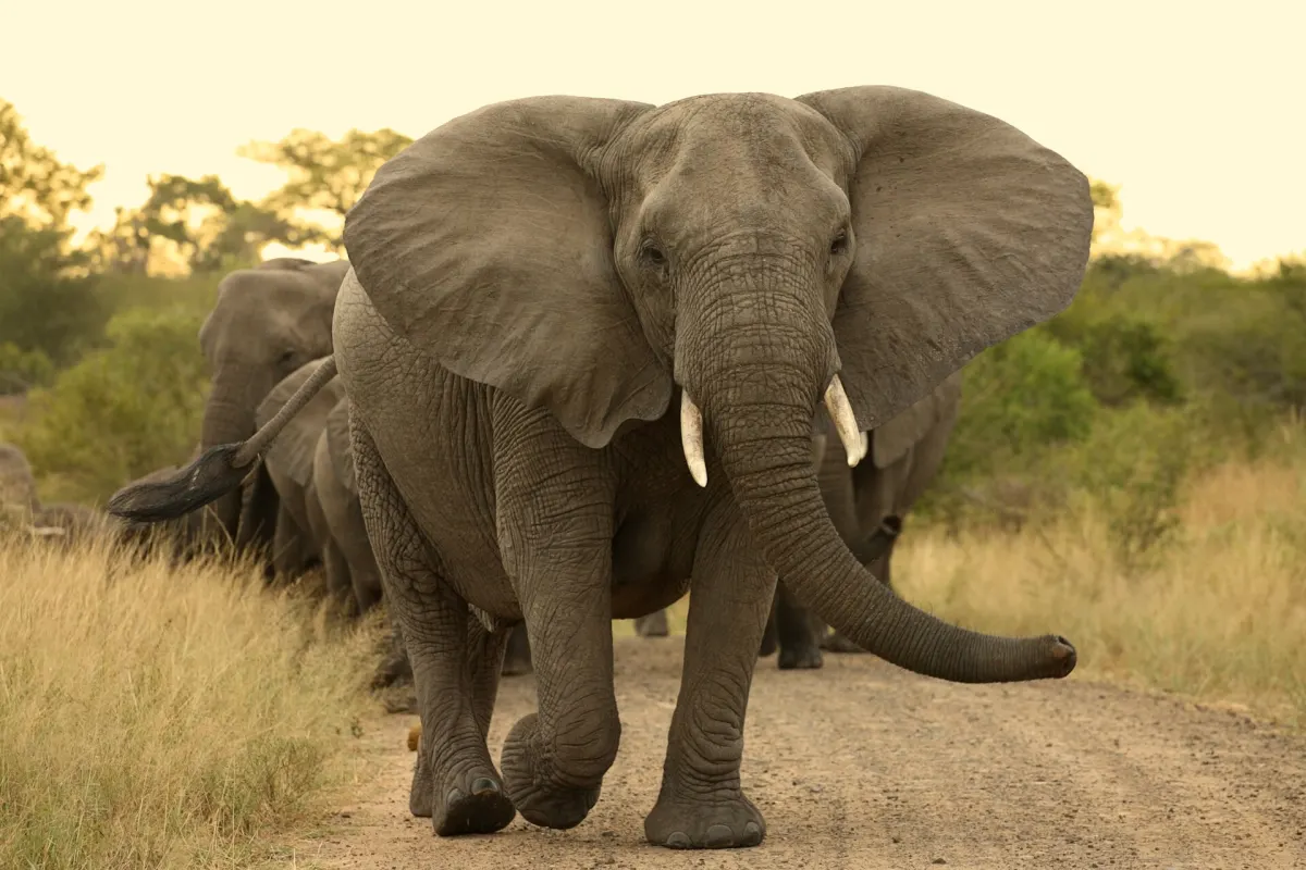 Kruger tours and safari experiences
