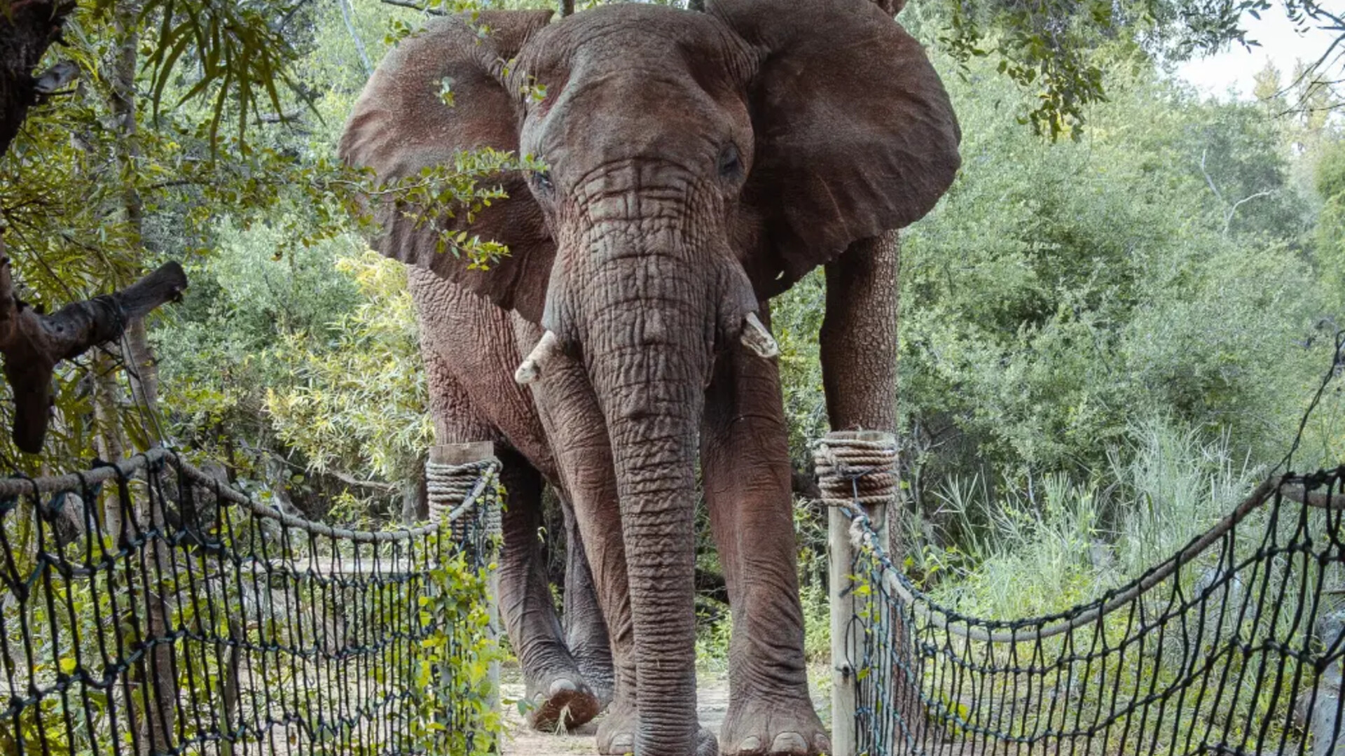 Madikwe Game Reserve — Family-Friendly Big Five