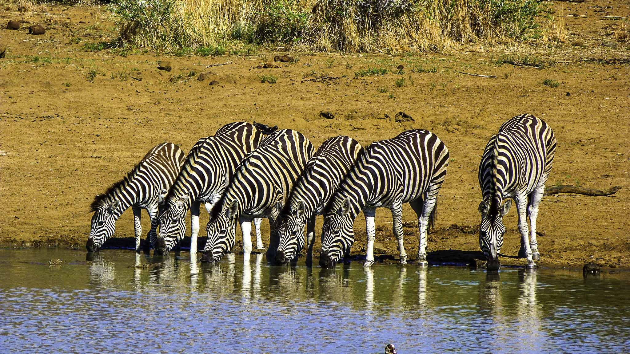 Pilanesberg — Malaria-Free Big Five