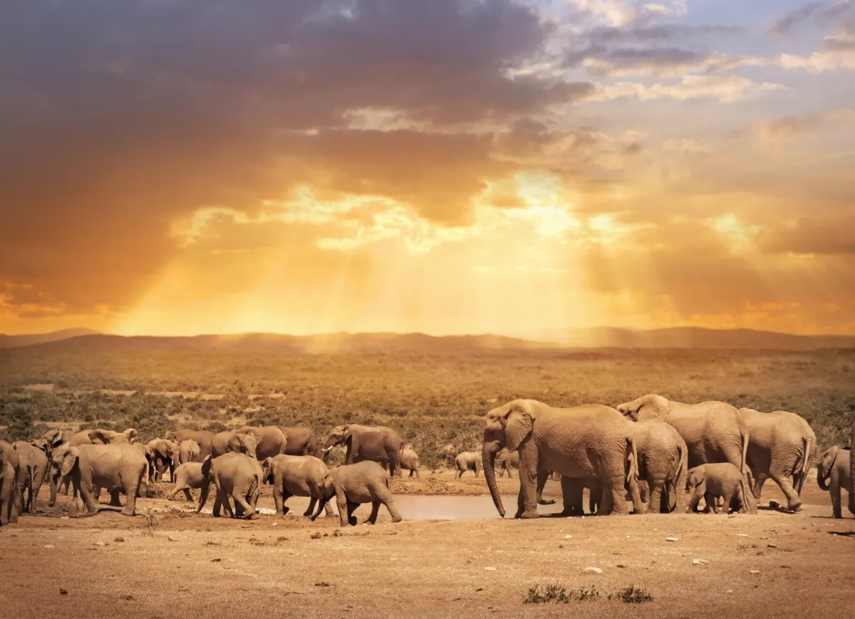 Port Elizabeth tours and safari experiences