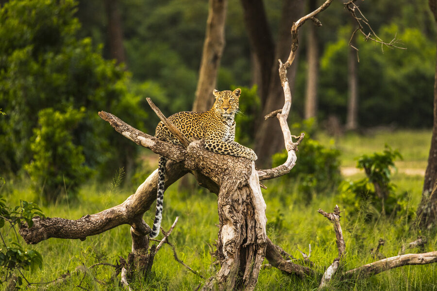 Sabi Sands tours and safari experiences