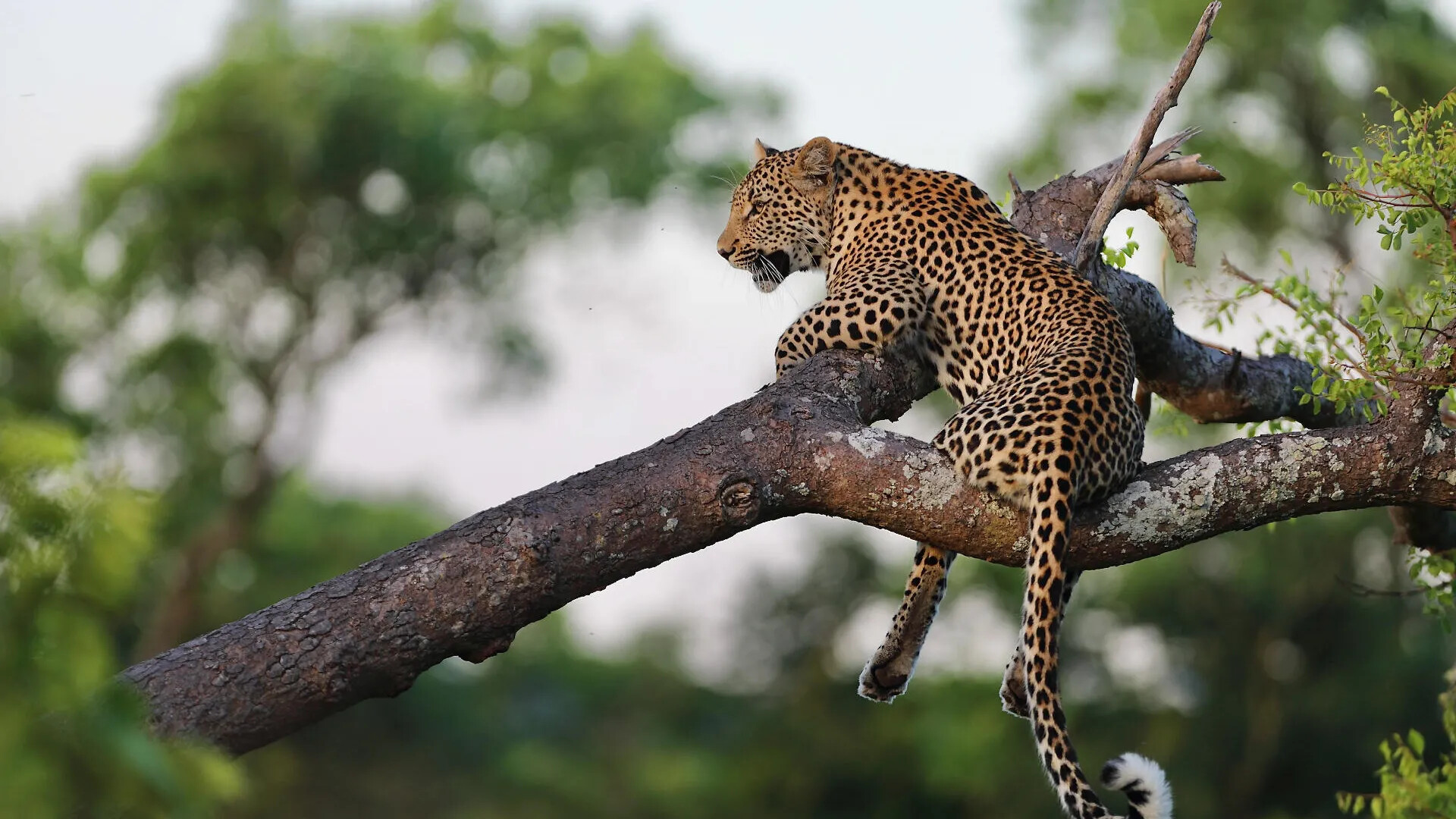 Sabi Sands Game Reserve — Leopard Capital