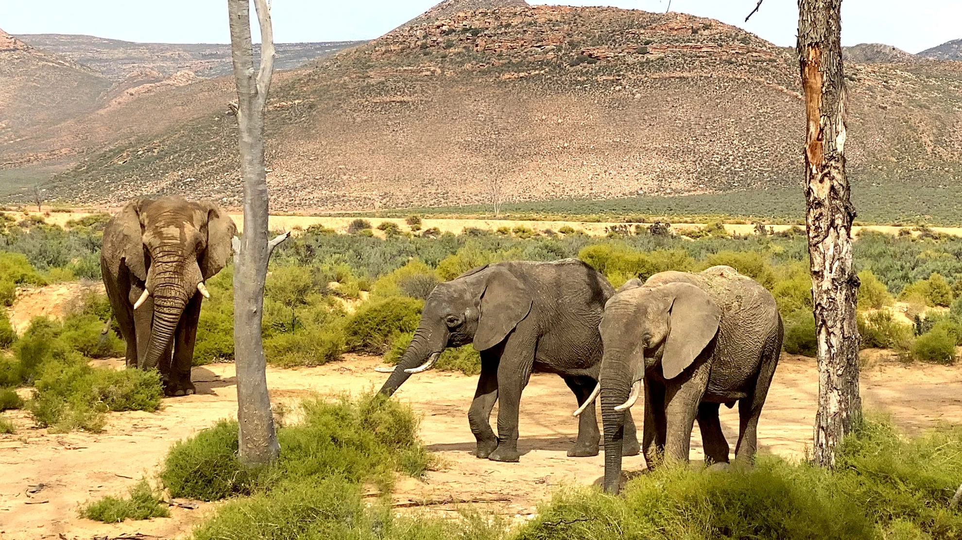 Aquila Private Game Reserve 2025: Big Five Safari Day Trip from Cape Town
