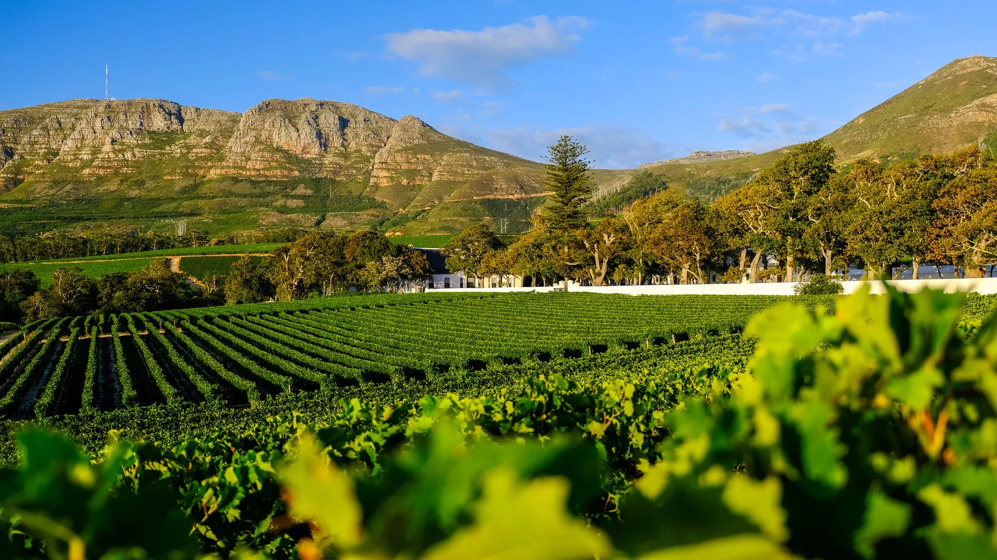 Constantia Wine Route 2025: Best Estates, Tastings, Restaurants & Day Tours