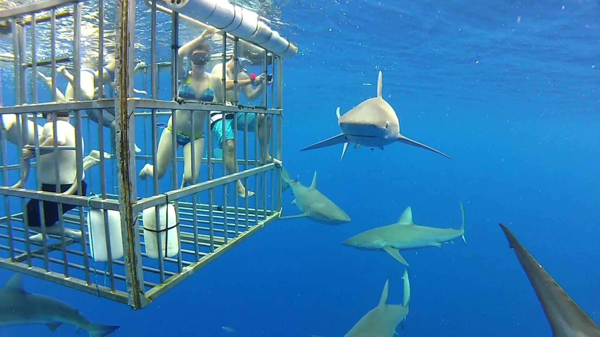 Shark Cage Diving South Africa 2025: Best Operators, Locations & What to Expect