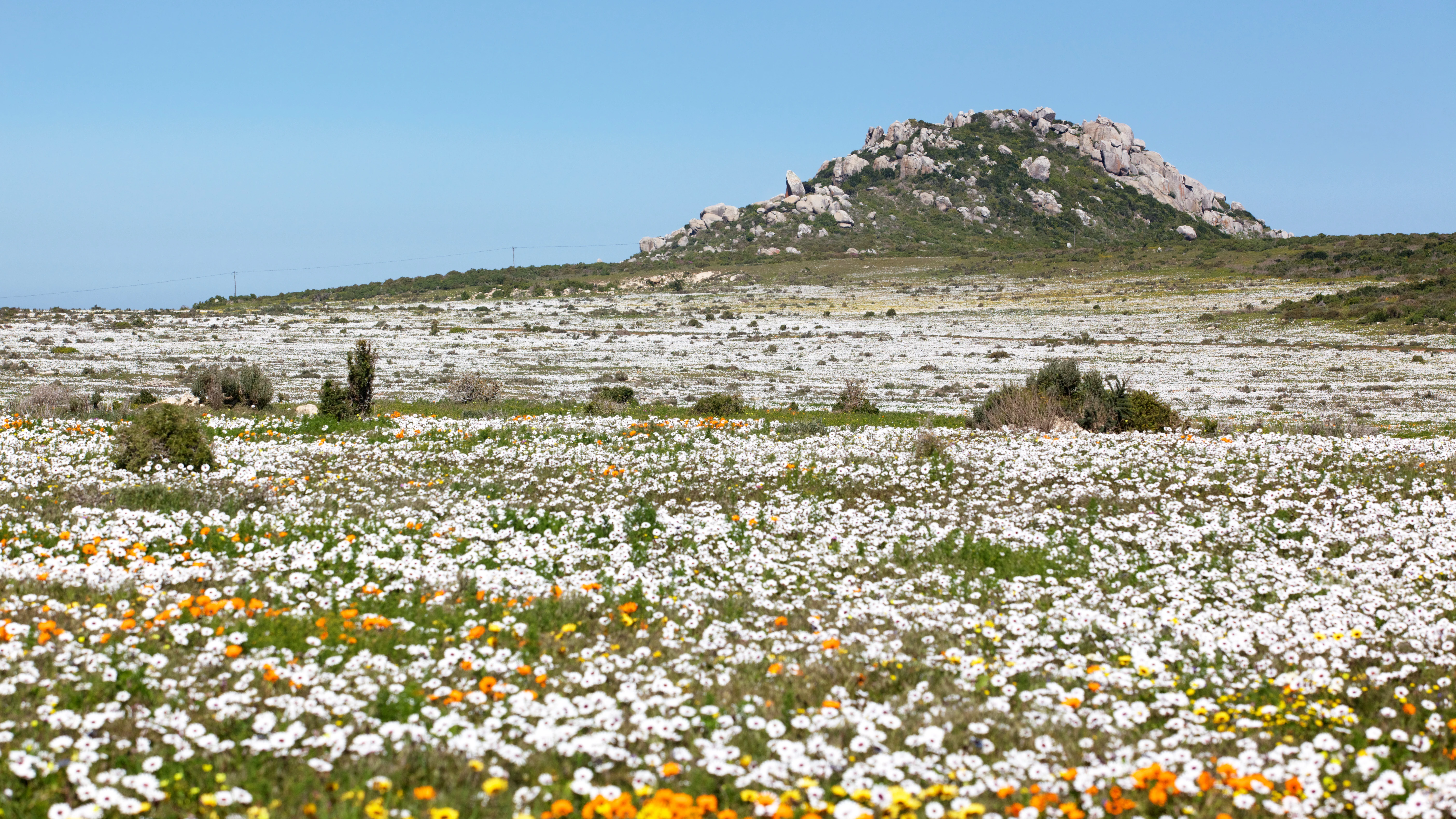West Coast South Africa 2025: Wildflowers, Seafood, Beaches & Hidden Gems