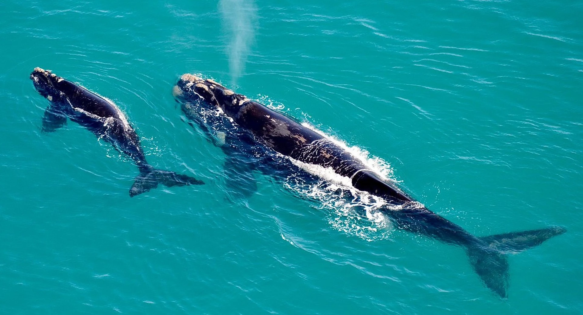 Whale Watching South Africa 2025: Best Spots, Season Guide & Boat Tours