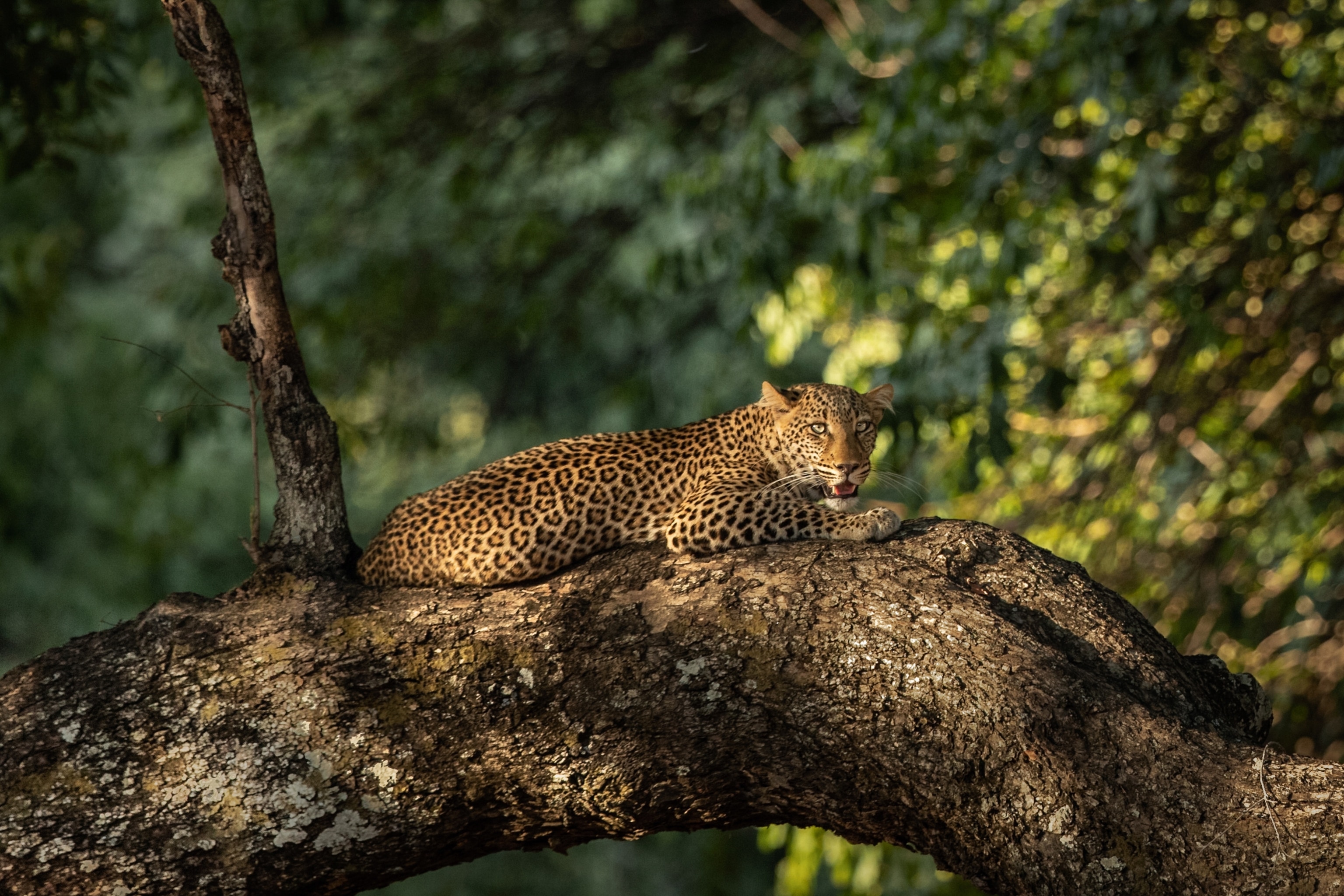 South Luangwa National Park, Zambia — one of Africa's best safari parks