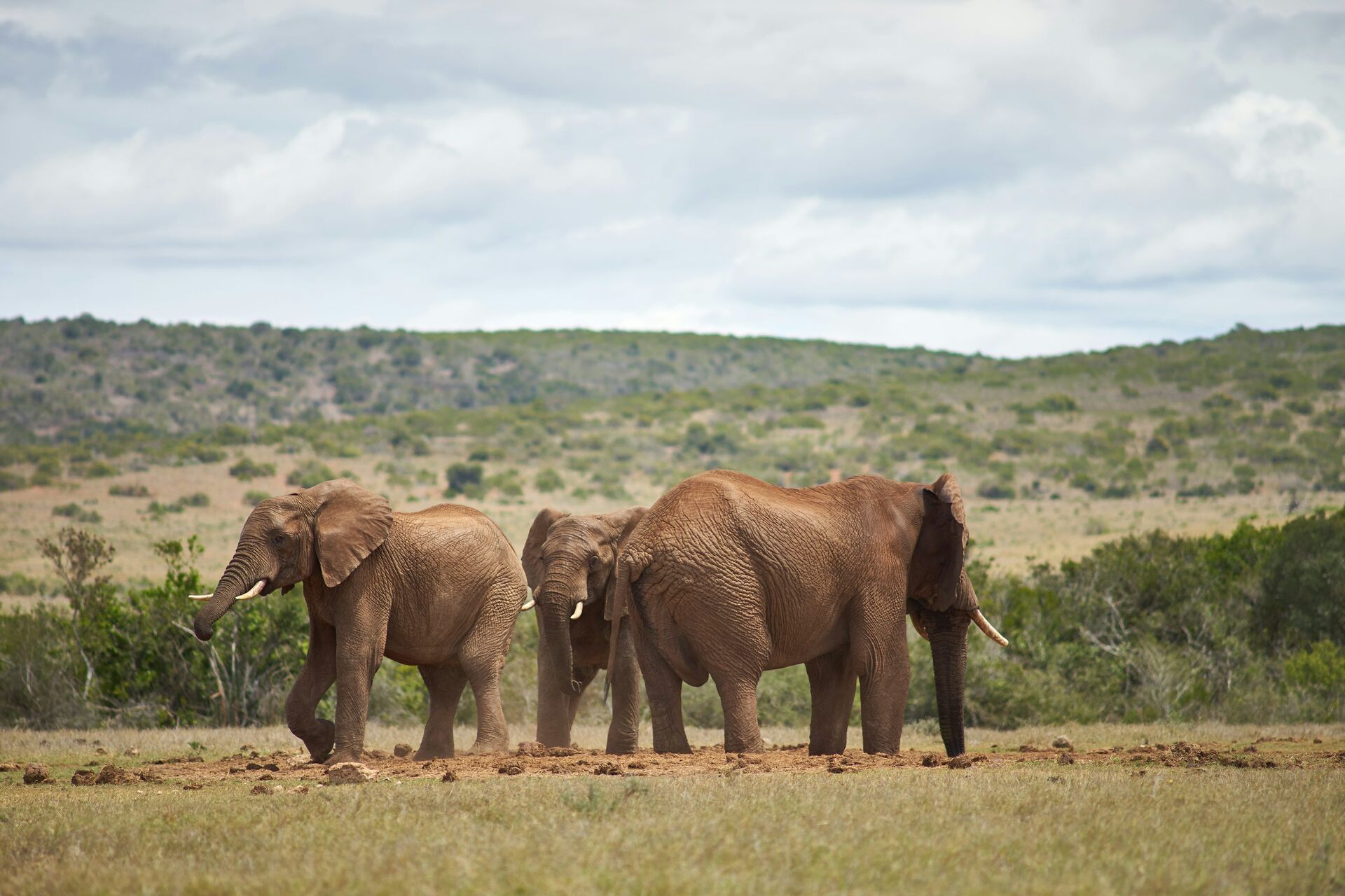 Addo Elephant National Park Full-Day Safari