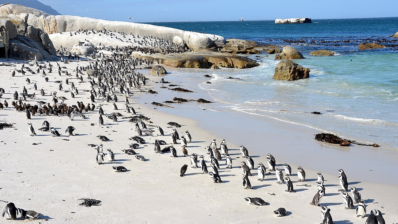 Cape of Good Hope & Penguins Day Tour with Pickup — Photo 2