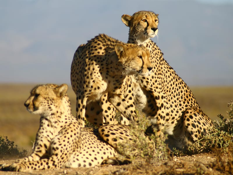 4-Day Cape Town Essential Tour & Big 5 Safari at Inverdoorn
