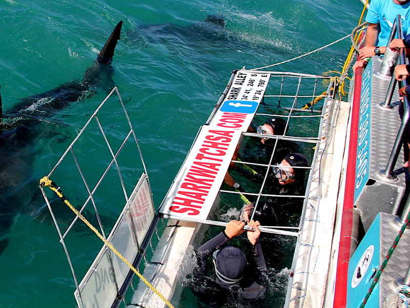 Shark Cage Diving & Penguin Colony Day Tour