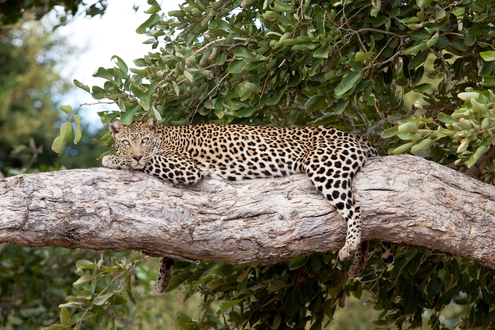 4-Day Kruger Fly-In Big 5 Safari from Johannesburg — Photo 3