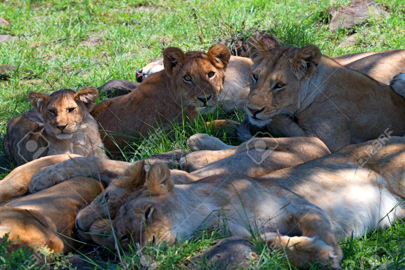 3-Day Kruger Tented Big 5 Safari from Johannesburg — Photo 3