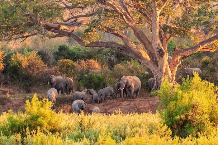 Pilanesberg Full Day Safari Shared Tour from Johannesburg — Photo 2