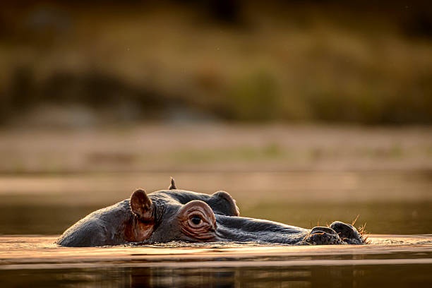 Pilanesberg Full Day Safari Shared Tour from Johannesburg — Photo 3