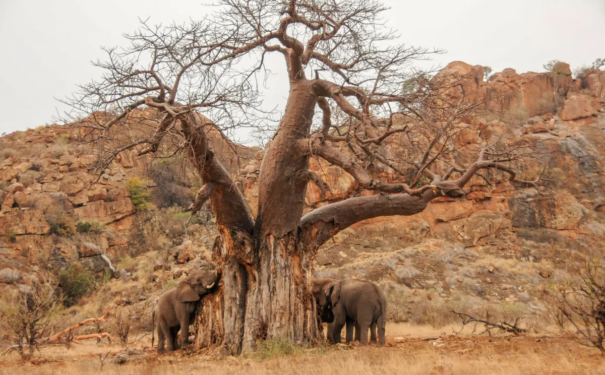 Limpopo Province Tours & Safaris