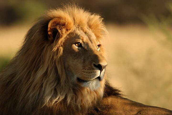 Aquila Big 5 Safari — Private Transfers & Park Fees Included