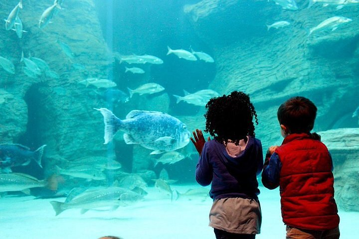 Cape Town Family Fun Full-Day Private Tour with Kids