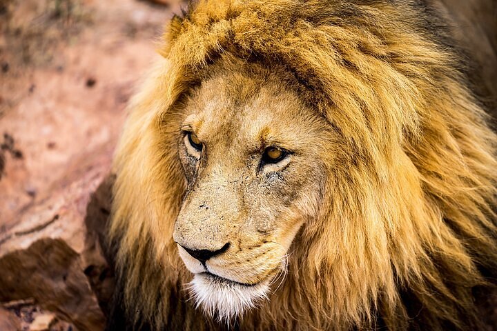 Aquila Safari Game Drive with Lunch & Shared Transfers