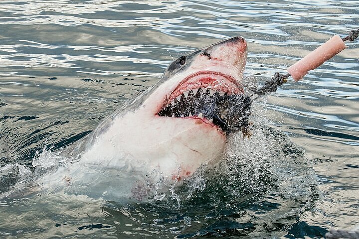 Shark Cage Diving & Penguins Tour — Private Transfers to Gansbaai