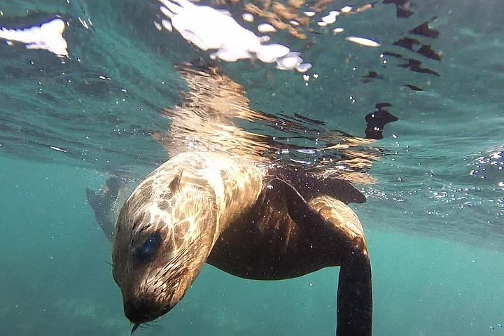 Snorkeling with Seals & Cape Peninsula Private Tour