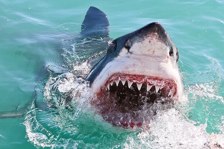 Shark Cage Diving — Private Boat to Gansbaai