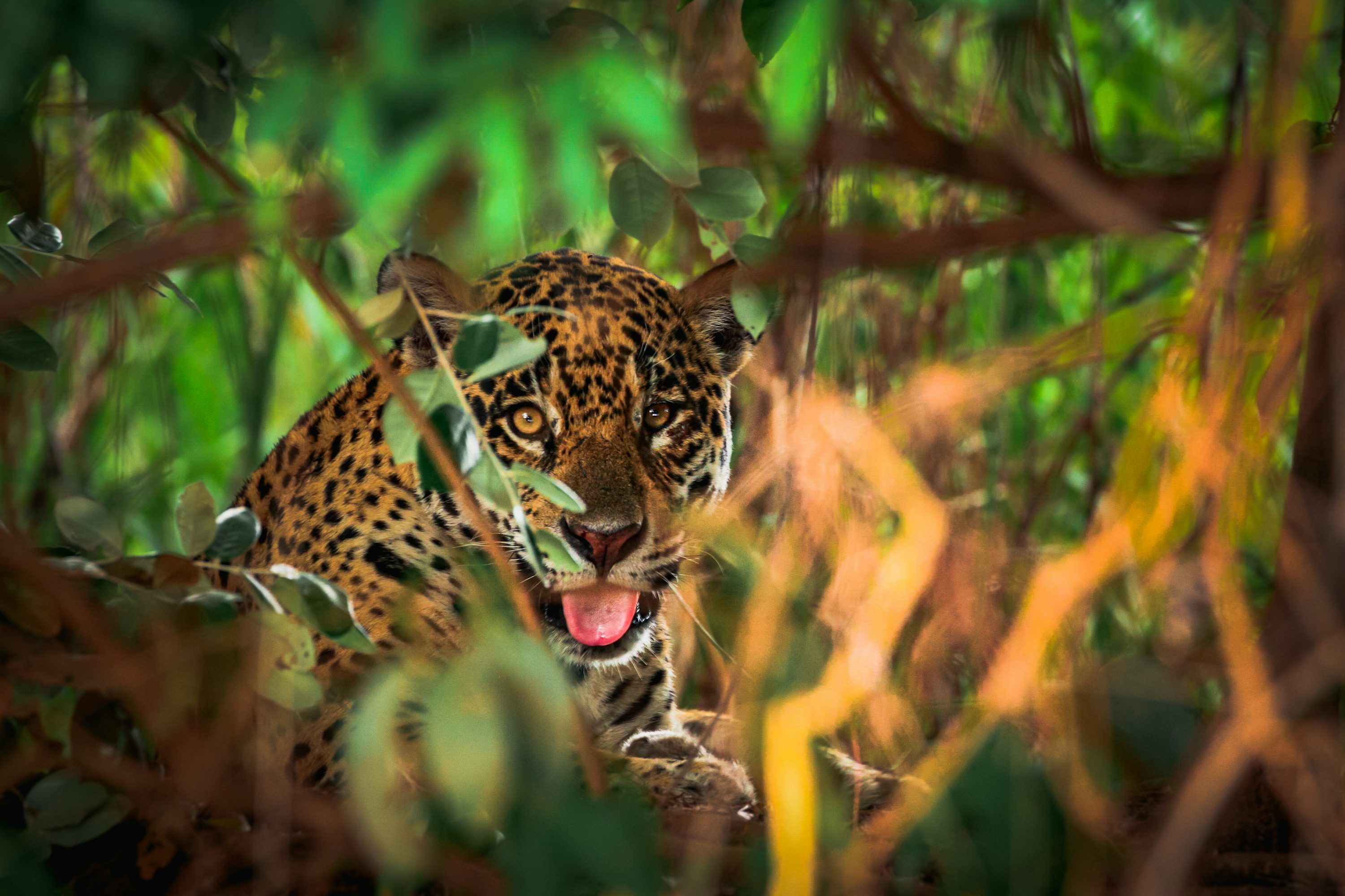 Sabi Sand Game Reserve