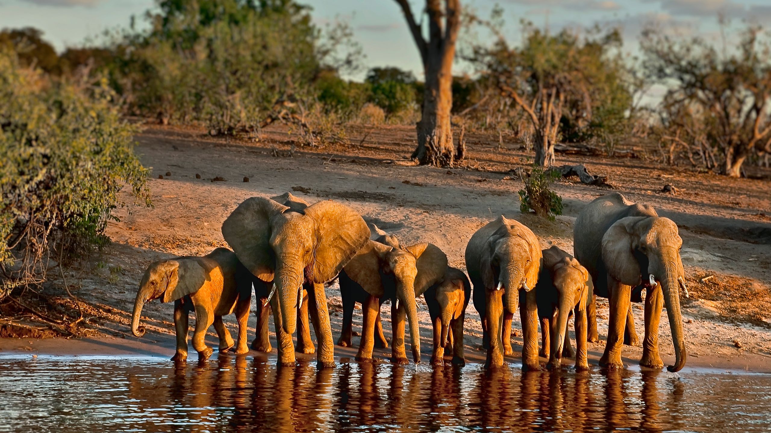 Kruger National Park Safari Tours 2025–2026: Game Drives, Lodges & Packages