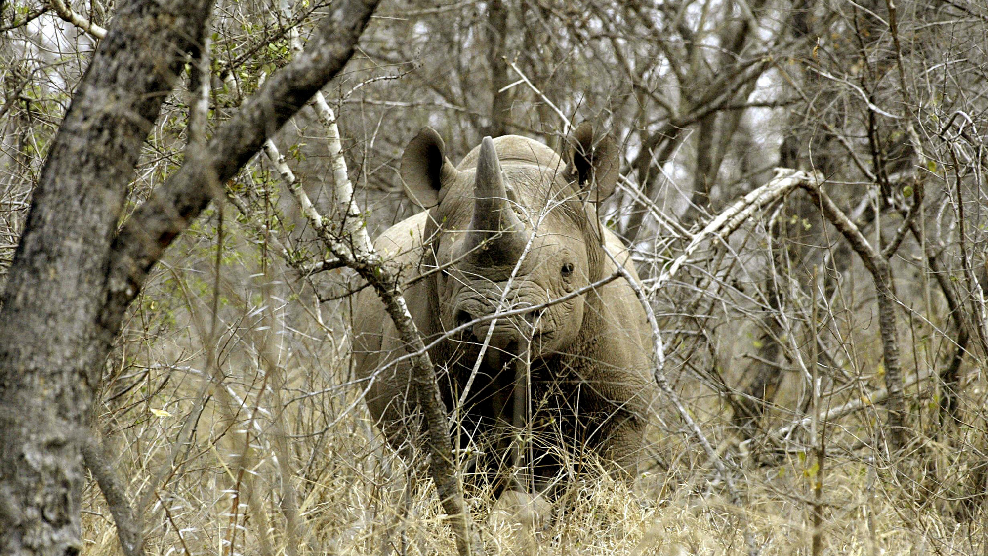 Conservation Safari Guide: How Your Safari Supports Wildlife Protection