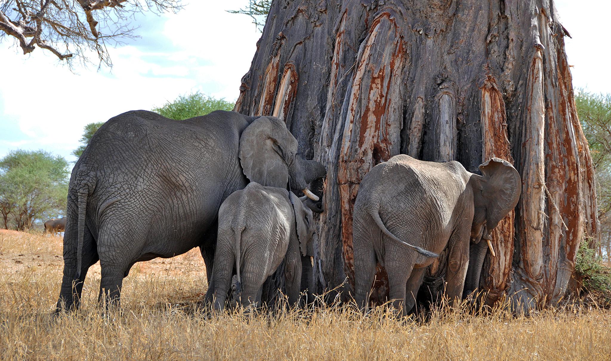 Tarangire National Park Guide 2025: Tanzania's Baobab Paradise