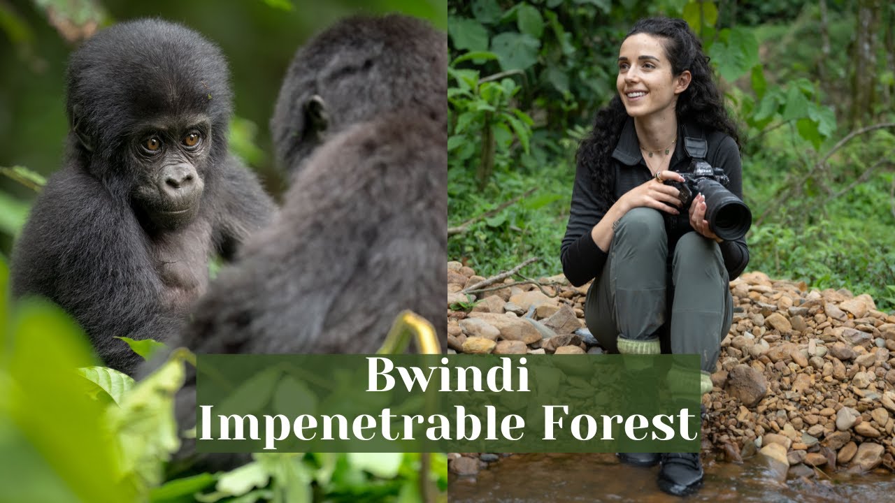 Uganda Safari & Gorilla Trekking Guide 2025: The Pearl of Africa